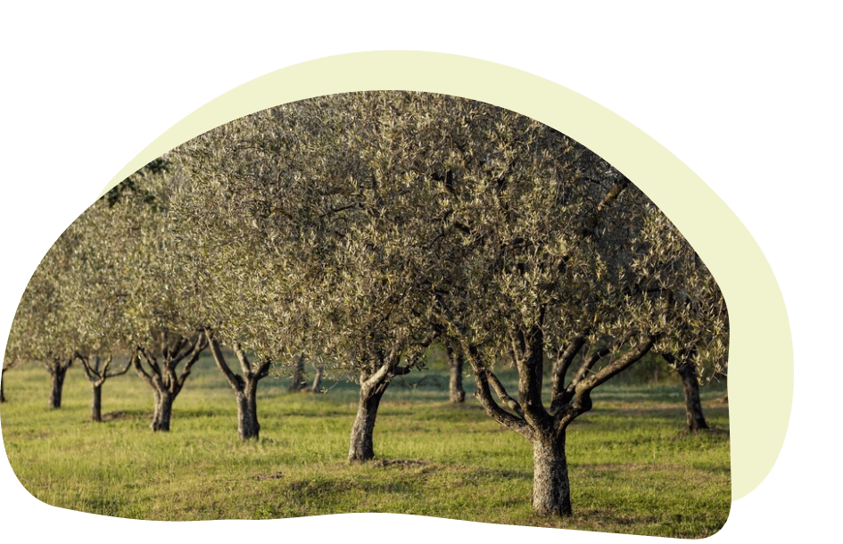 Territorio