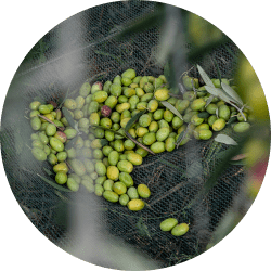 olio